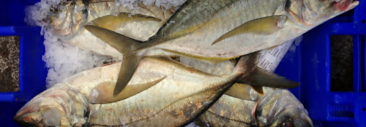 Graciosa: Pescado diminuiu 17,9% em 2014