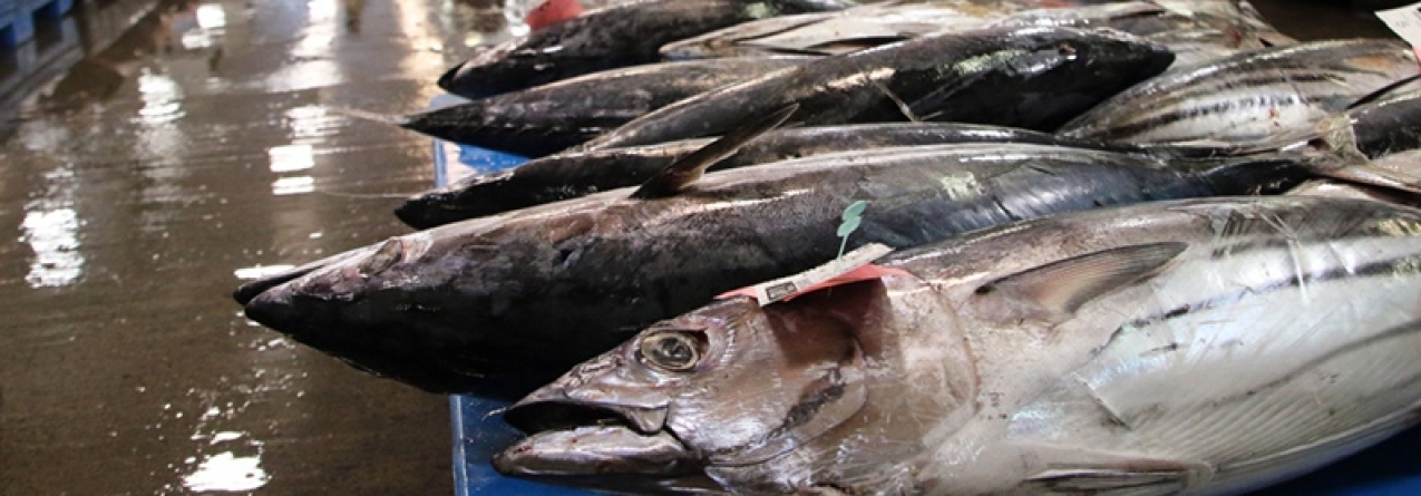 Valor do pescado nas lotas dos Açores diminui 6% em cinco anos