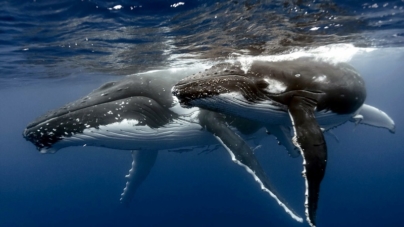 Mares dos Açores são um dos maiores santuários de cetáceos do Mundo