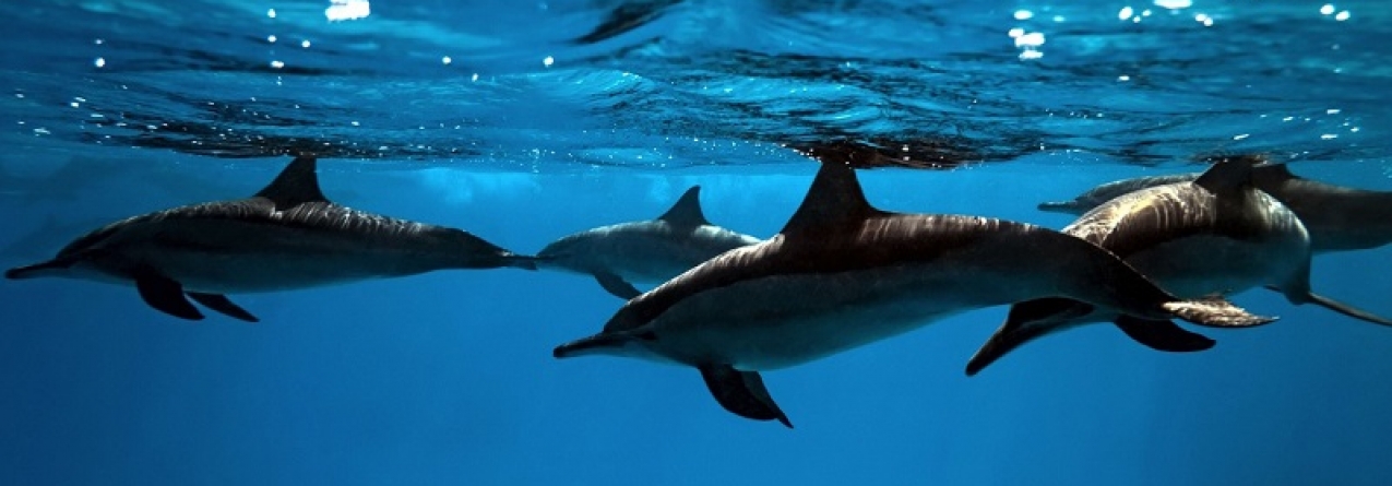 Associação mundial de jardins zoológicos e aquários expulsa Japão por caça ao golfinho
