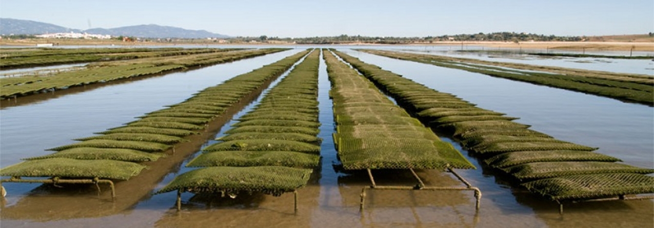 Produção de ostras com grande potencial de expansão no Algarve