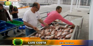 Associação de Pescadores Graciosenses quer exportar peixe-seco (vídeo)