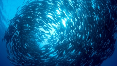 Redução da quota da sardinha pode levar ao fim do setor em 2016