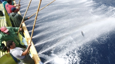 Frota atuneira açoriana pescou até Maio menos 70% do atum que pescara em igual período do ano passado