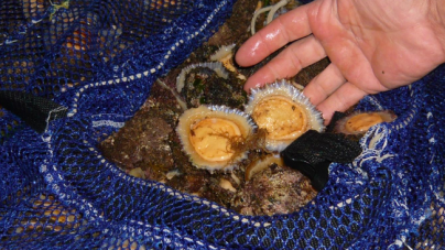Escassez de lapas nos Açores deverá ser “sinal de alerta” para situação de outras espécies marinhas