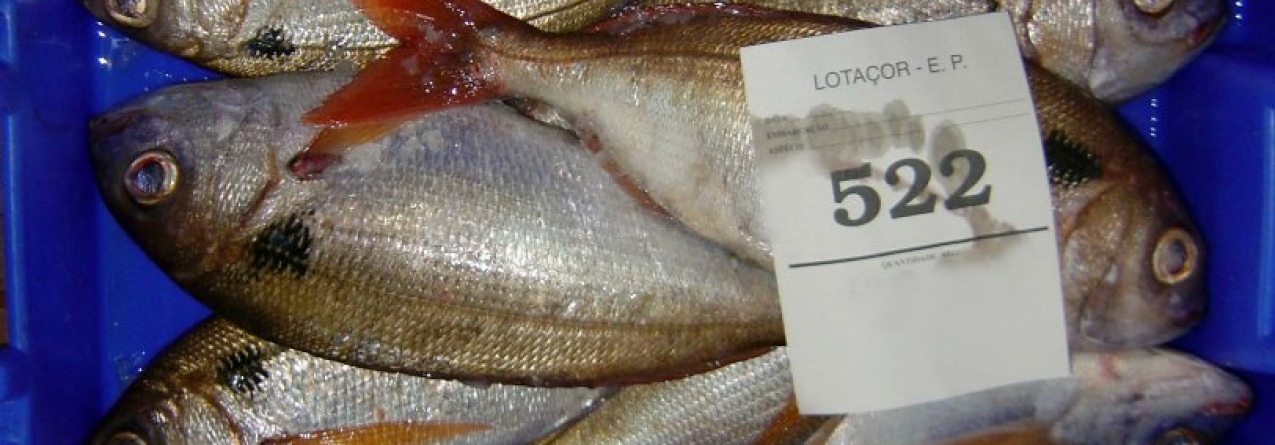 Açores // Período de defeso para o goraz definido em portaria hoje publicada