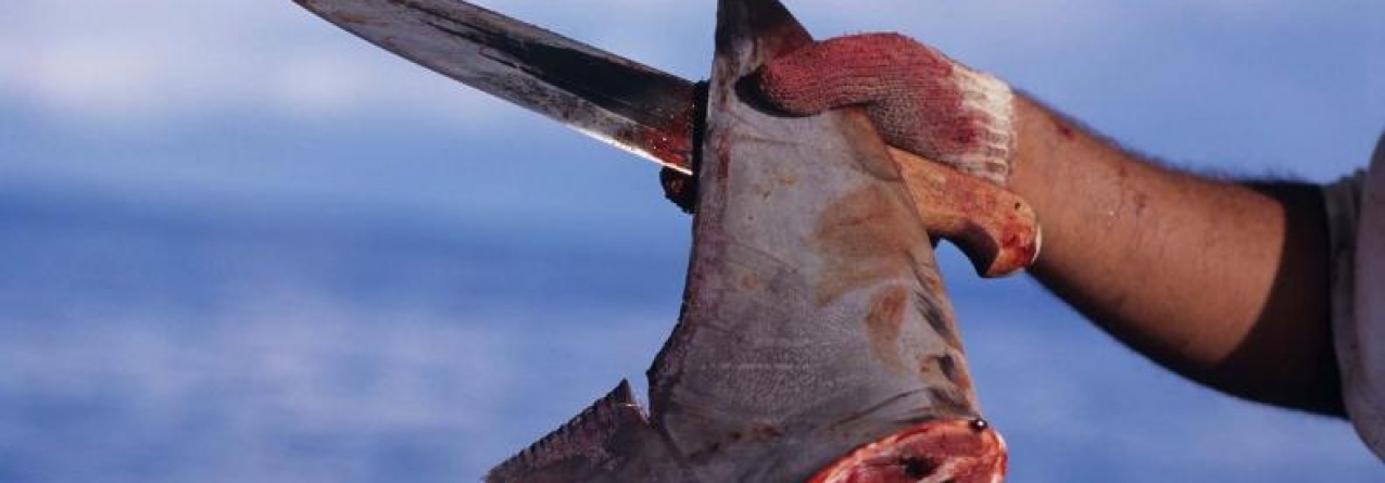 Desmembramento ilegal de tubarões azuis nos Açores // Esclarecimento da Secretaria Regional do Mar, Ciência e Tecnologia