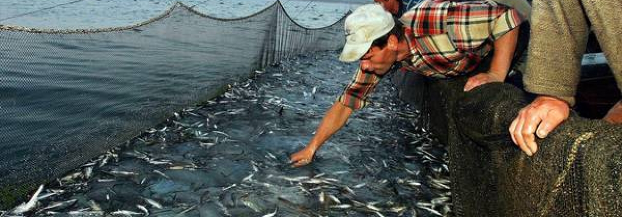 TAC e quotas // Gestão das unidades populacionais de peixes