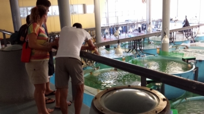 IPMA liberta na costa algarvia milhares de sargos e corvinas produzidos em aquacultura
