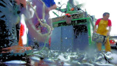 Parecer científico sugere uma quase interdição de pesca da sardinha