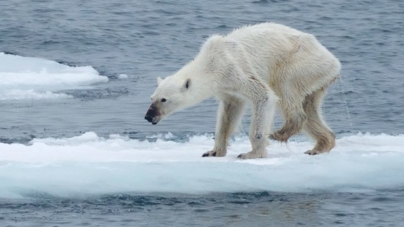 Alterações Climáticas // A foto do urso polar que está a chocar o mundo