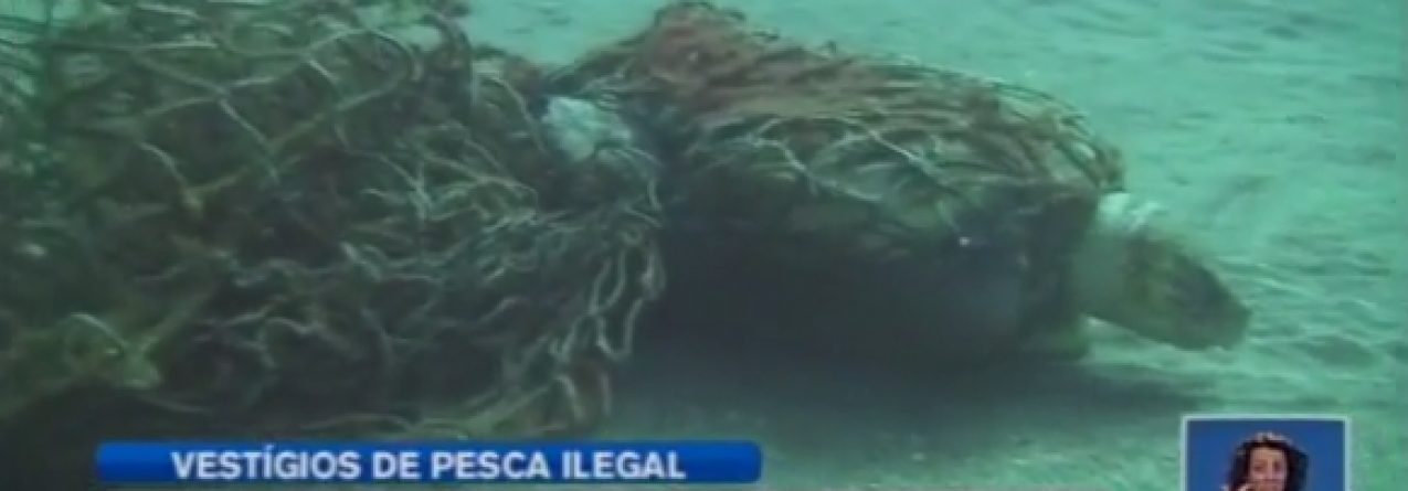 Vestígios de pesca ilegal em zona protegida de São Miguel