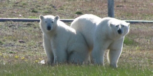 Árctico: Cientistas cercados por ursos polares há uma semana (com fotos)