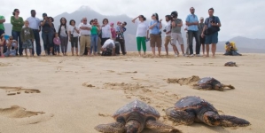 Cooperação interdepartamental do Governo dos Açores lidera projeto europeu sobre biodiversidade marinha