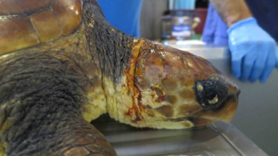 Tartaruga-boba, espécie em perigo, recupera no Aquário de Porto Pim, no Faial