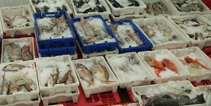 Pescadores propõem plano para repor ‘stocks’ de espécies demersais nos Açores