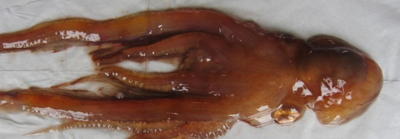 Polvo-de-véu gelatinoso (Tremoctopus gelatus): primeira vez nos Açores