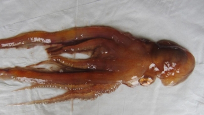 Polvo-de-véu gelatinoso (Tremoctopus gelatus): primeira vez nos Açores