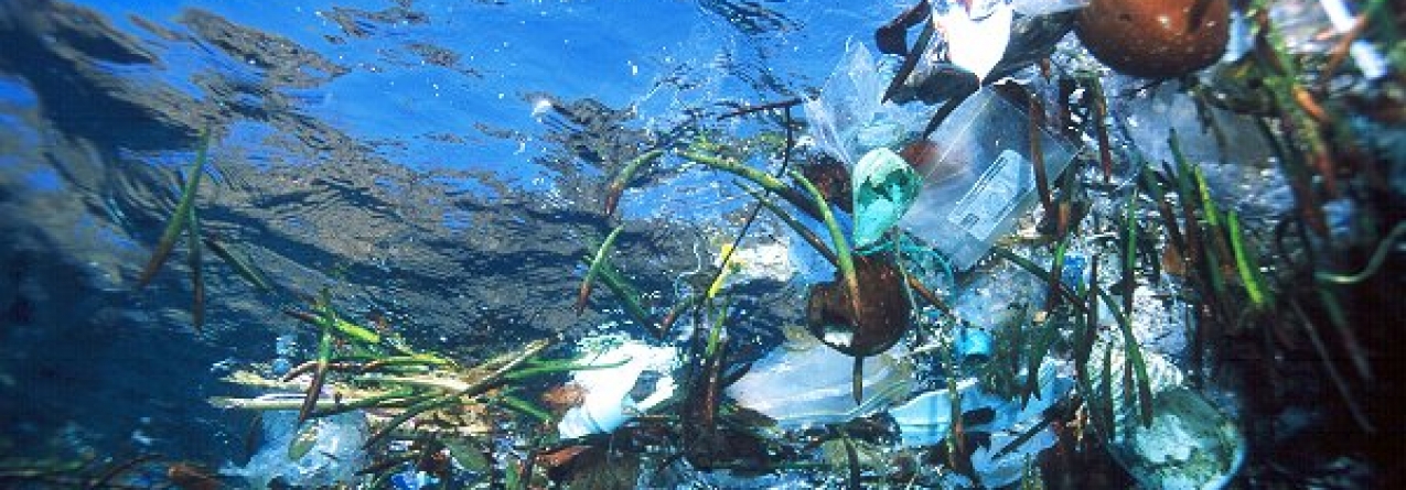 Produtos biodegradáveis não vão reduzir volume de plástico dos oceanos