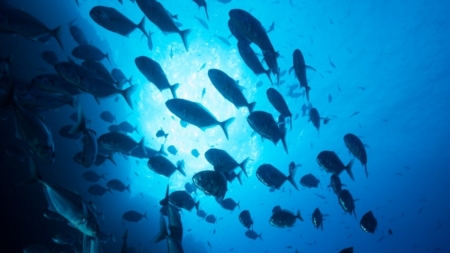 A cooperativa Porto de Abrigo e APEDA propõe redução da pesca do goraz, alfonsim, imperador, abrótea e pargo
