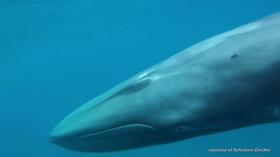 As misteriosas baleias-de-omura captadas pela primeira vez em vídeo