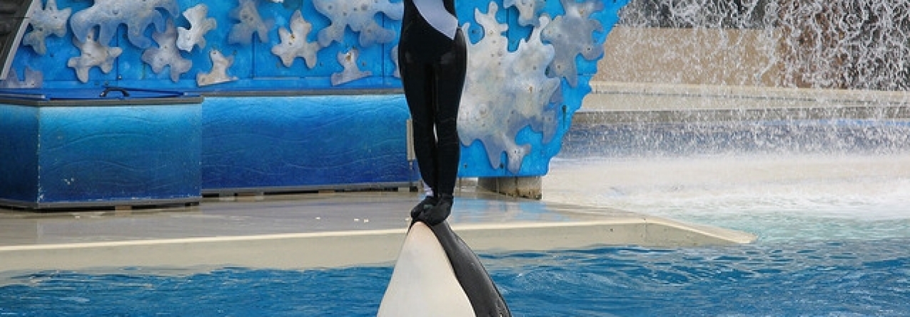 SeaWorld: Parque de San Diego vai por fim aos espetáculos com orcas até ao final de 2016