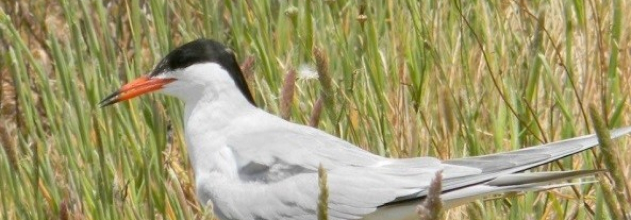 Garajau-comum anilhado nos Açores encontrado no Brasil