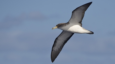Açores vão ter Guia de Aves e Roteiros Interpretativos por Espécies ou Habitats