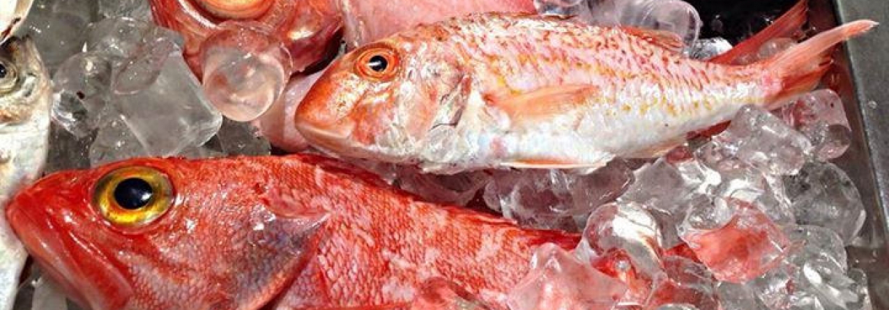 Açores // Parceiros das pescas subscrevem venda direta de pescado