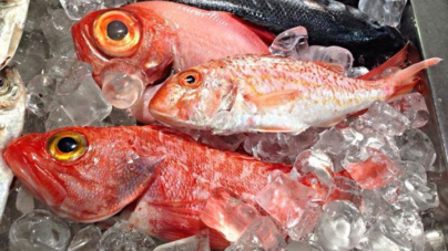 Açores // Parceiros das pescas subscrevem venda direta de pescado