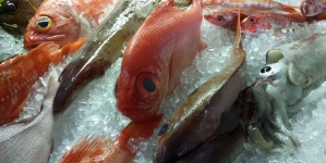 Valor do peixe na lota dos Açores no primeiro trimestre do ano ultrapassou em 79 mil euros o do mesmo período de 2014