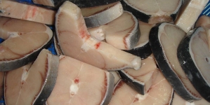 Tintureiras pescadas em Portugal estão contaminadas