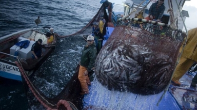 Faina da sardinha regressa com barcos cheios (som)
