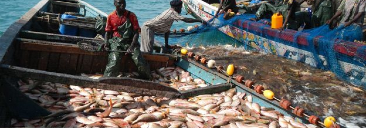 Pescas: Eurodeputados aprovam “maior acordo para as pescas” da história da União Europeia, com Mauritânia