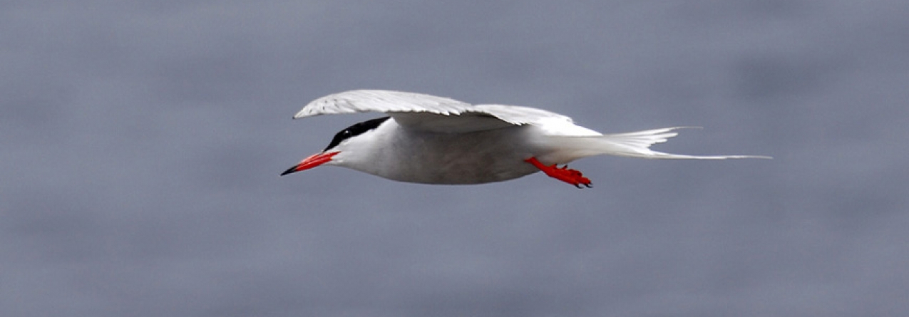çores têm responsabilidade especial na conservação da biodiversidade de aves marinhas, afirma Brito e Abreu