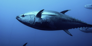 Programa internacional quer marcar 120 mil atuns no Atlântico, inclusive nos Açores