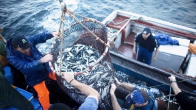 Continente assina contrato com embarcações de pescadores nacionais para compra de toda a sardinha