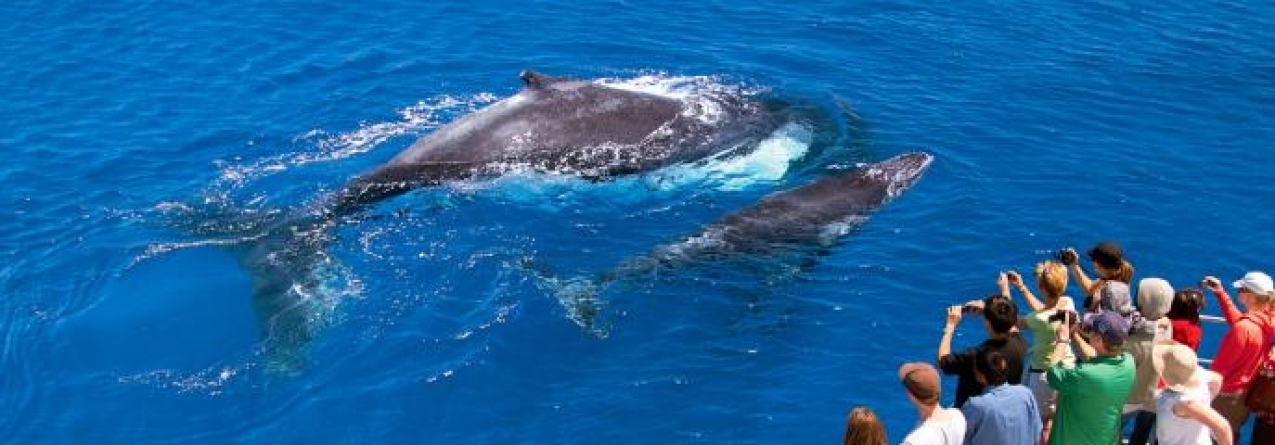 Açores // Quebra de 15% na observação de baleias no 1º semestre do ano