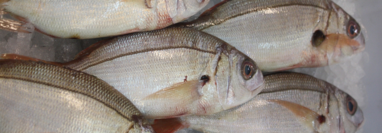 Pesca dirigida ao goraz suspensa em São Miguel de 28 de julho a 30 de setembro