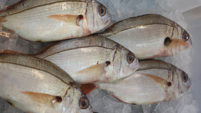 Pesca dirigida ao goraz suspensa em São Miguel de 28 de julho a 30 de setembro