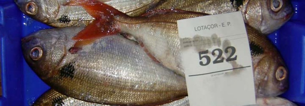 Inspeção Regional das Pescas efetuou mais de 700 inspeções no primeiro semestre de 2016