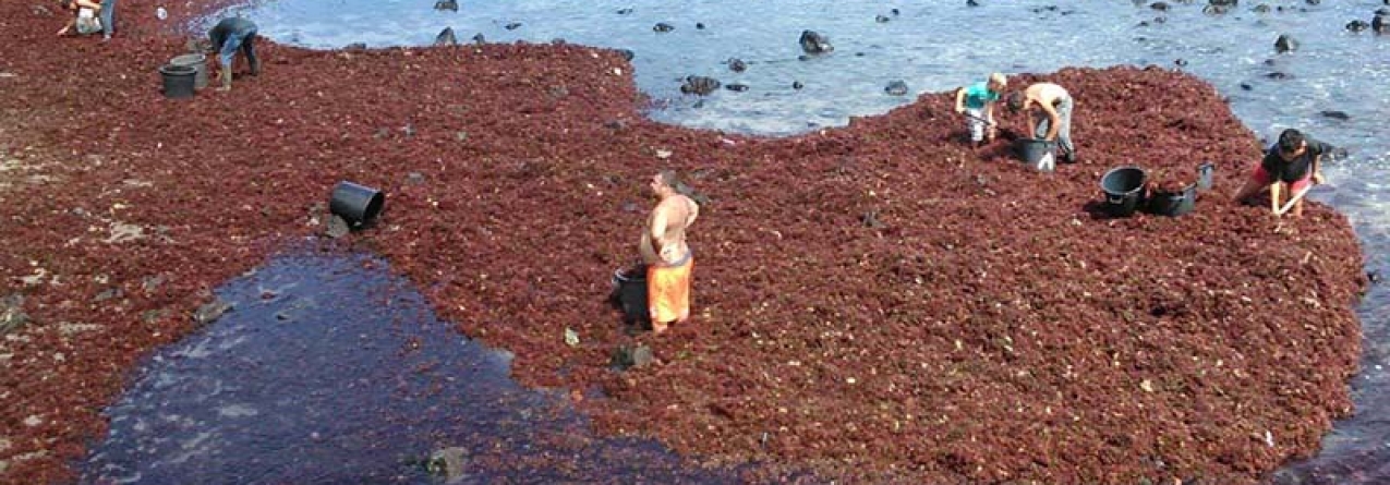 Primeira venda em lota de algas que não se destinem ao consumo humano deixa de ser obrigatória nos Açores
