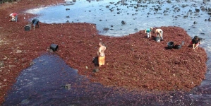 Primeira venda em lota de algas que não se destinem ao consumo humano deixa de ser obrigatória nos Açores