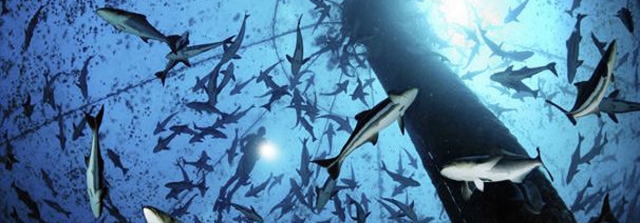 Aquacultura representa mais de metade do pescado para consumo