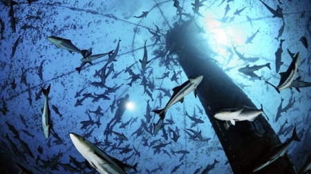 Aquacultura representa mais de metade do pescado para consumo
