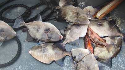 Polícia Marítima de Ponta Delgada apreende 70 Kg de pescado