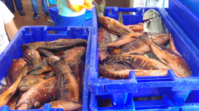 Polícia marítima apreende 324 kg de pescado na costa da ilha de São Jorge