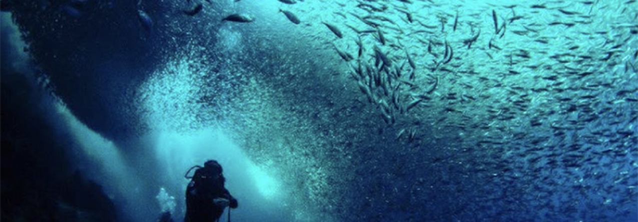 As ONGs ambientais apelam a uma ação urgente na melhor proteção do Oceano na Europa