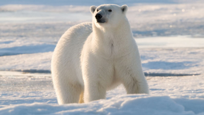 Cientistas estiveram duas semanas cercados por ursos polares no Ártico