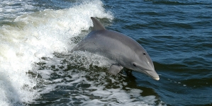 Poluição contamina golfinhos e lança alerta sobre níveis de mercúrio